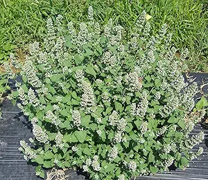 Catnip Plant Nepeta cataria Seeds for Planting in Herb Garden & Urban Garden