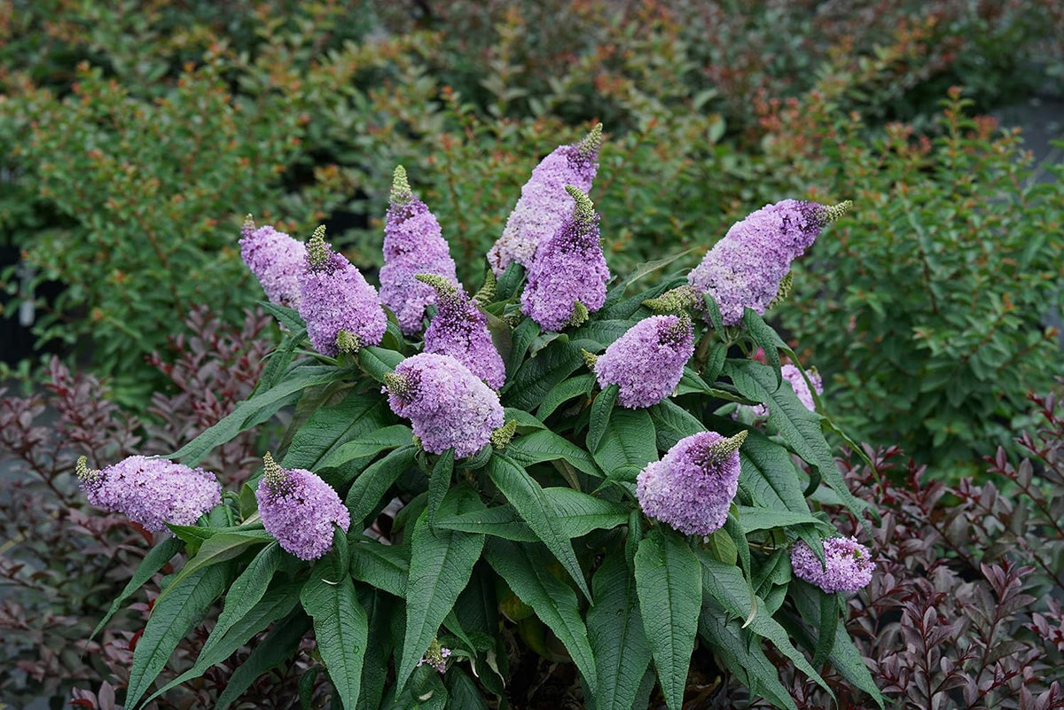 Bush Buddleia Flower seeds for Planting - Shade Tolerant, Heirloom & GMO Free Seeds for Home Garden
Sale seeds for planting in home garden
