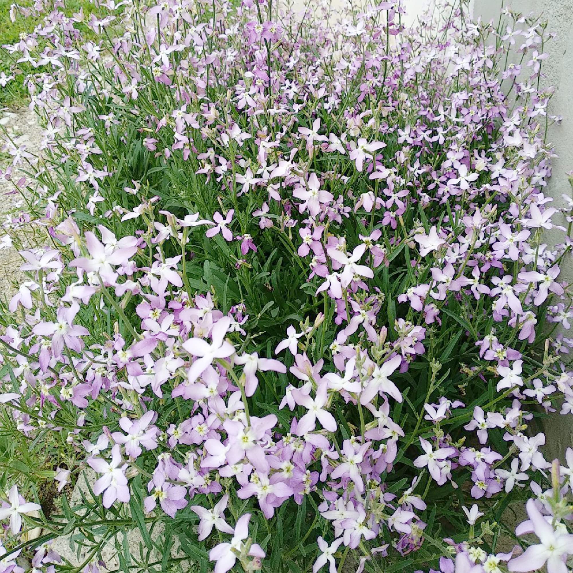 Evening Scent Stock Seeds Matthiola incana for Planting in Flower Bed & Garden