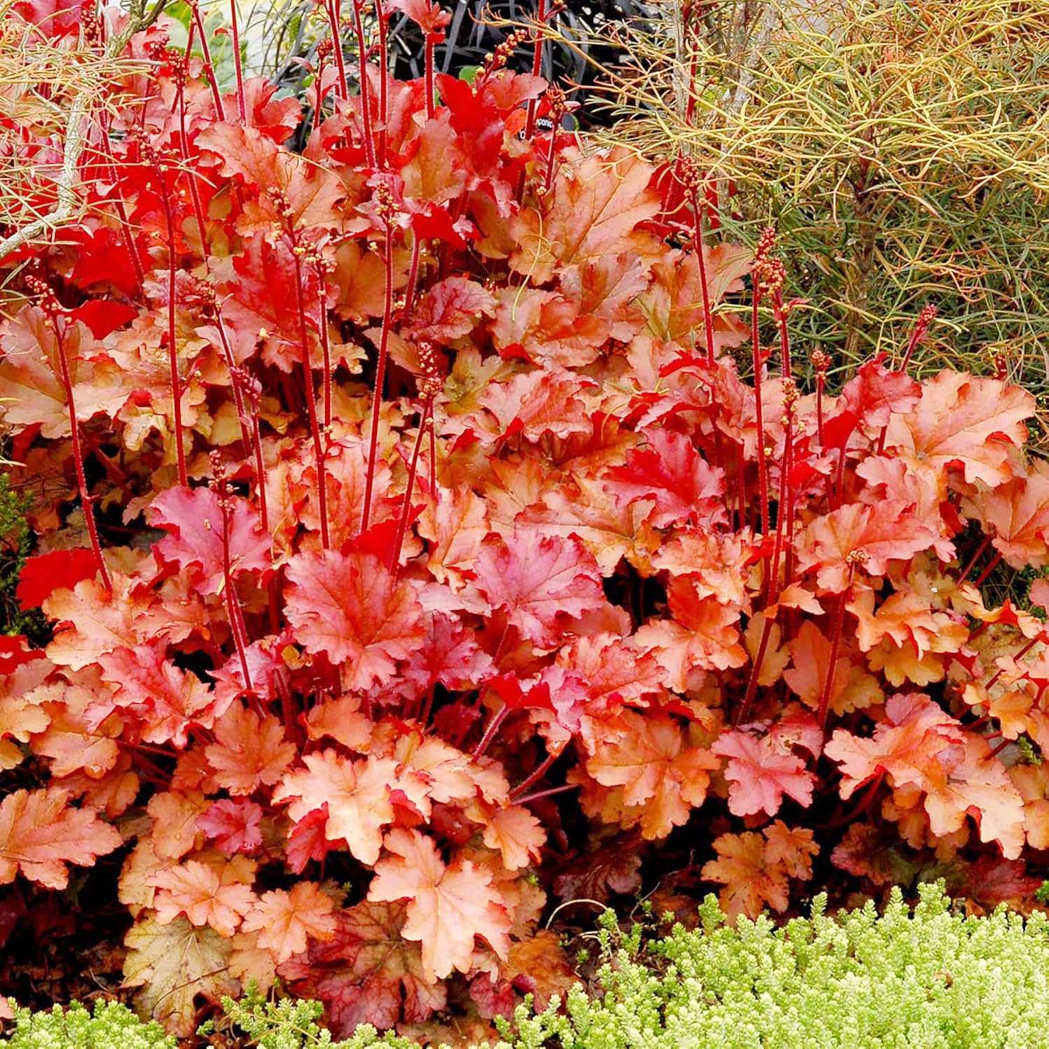 Coral Bells Seeds Heuchera Rock Geranium Perennial Low Maintenance Attracts Butterflies Deer