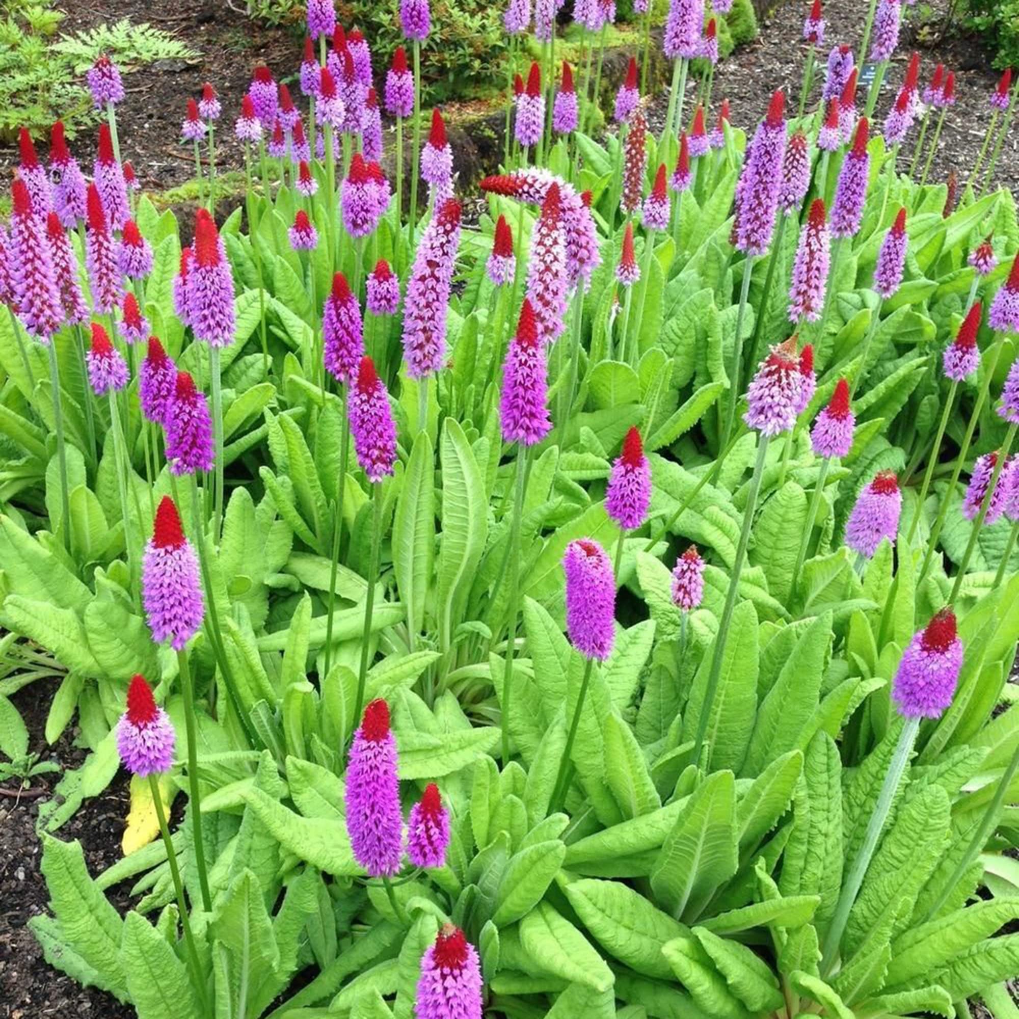 Orchid Primrose Primula spp. Flower Seeds for Planting in Flower Bed