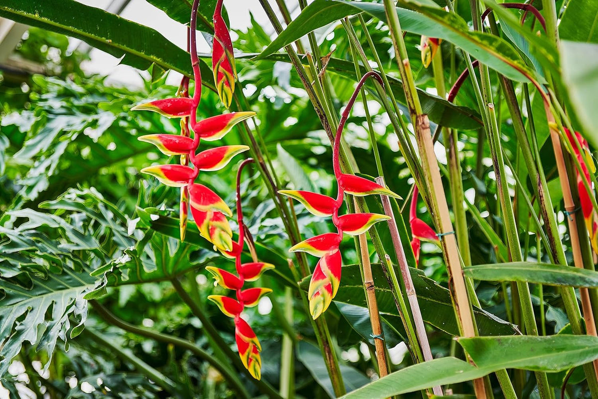 Heliconia Rostrata Flower seeds for Planting - Low Maintenance, Heirloom & GMO Free Seeds for Home Garden
Sale seeds for home garden