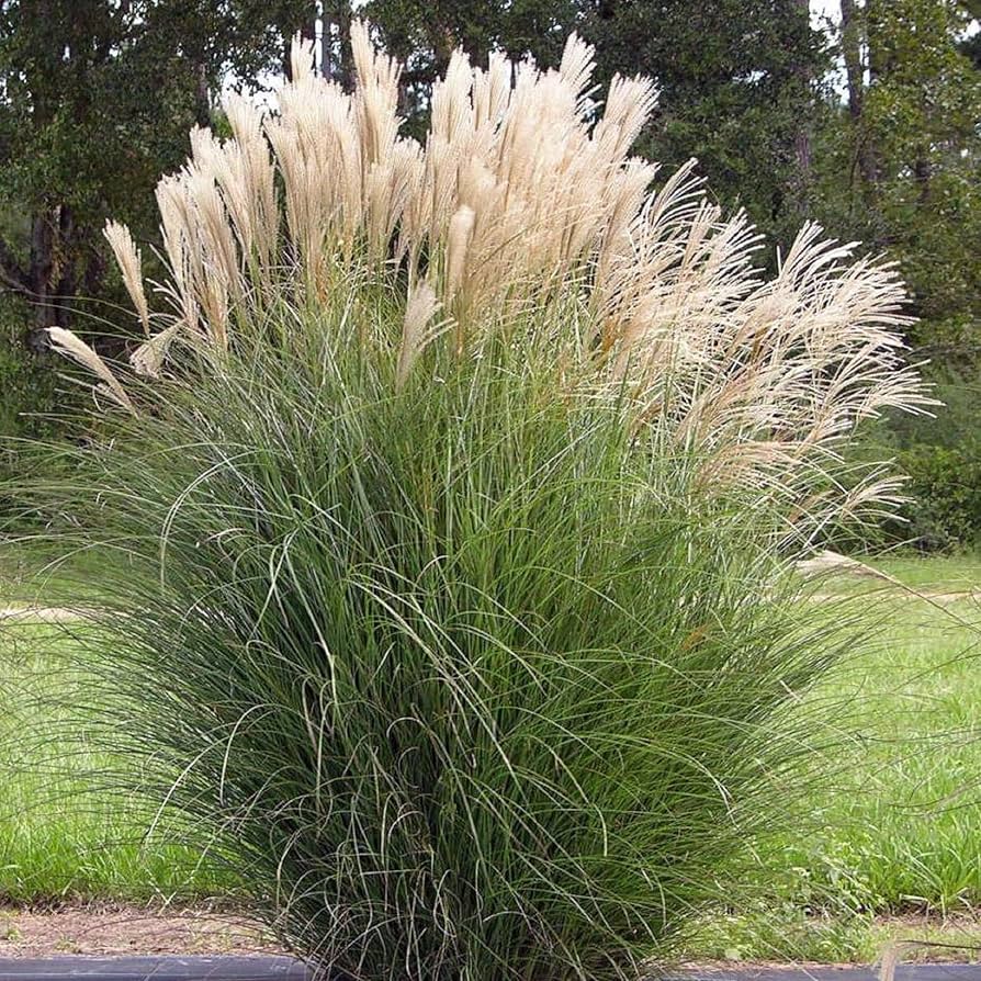 Miscanthus Grass Seeds for Planting in Landscape Garden