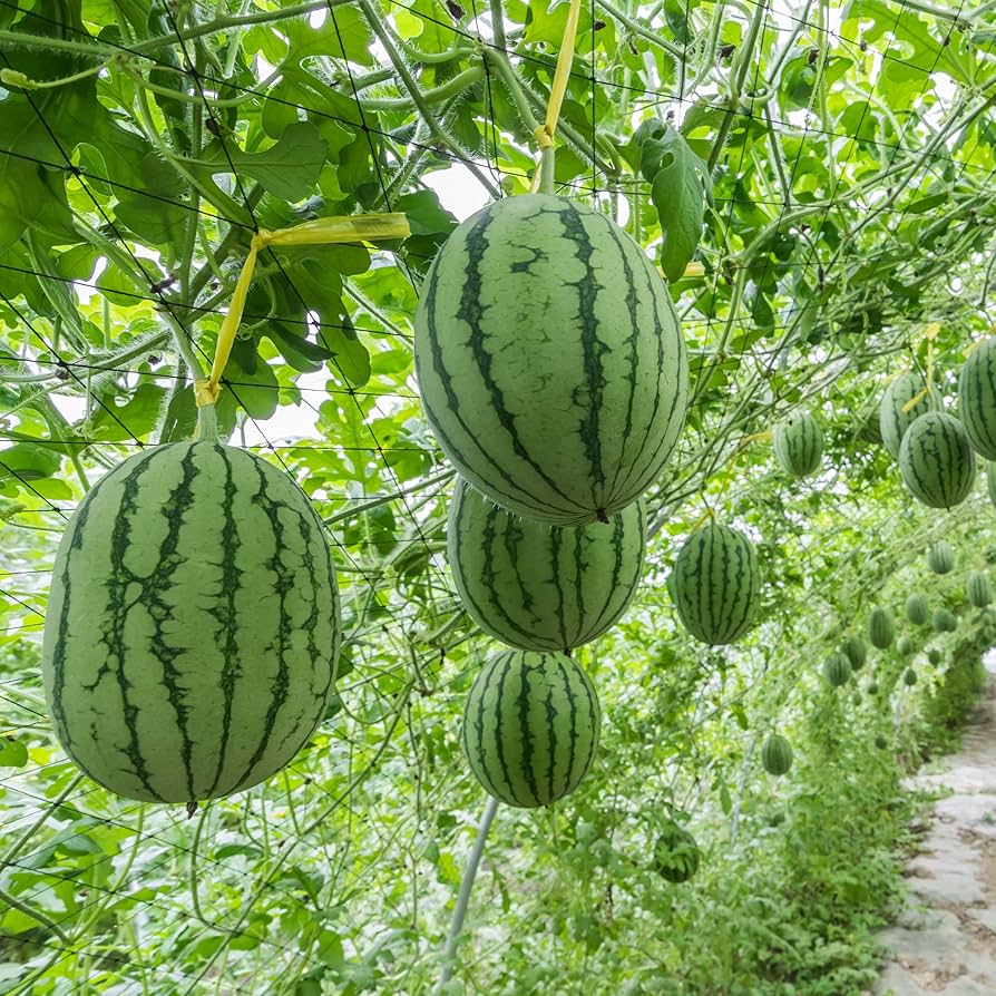Watermelon Citrullus lanatus Seeds for Planting in Vegetable Patch
