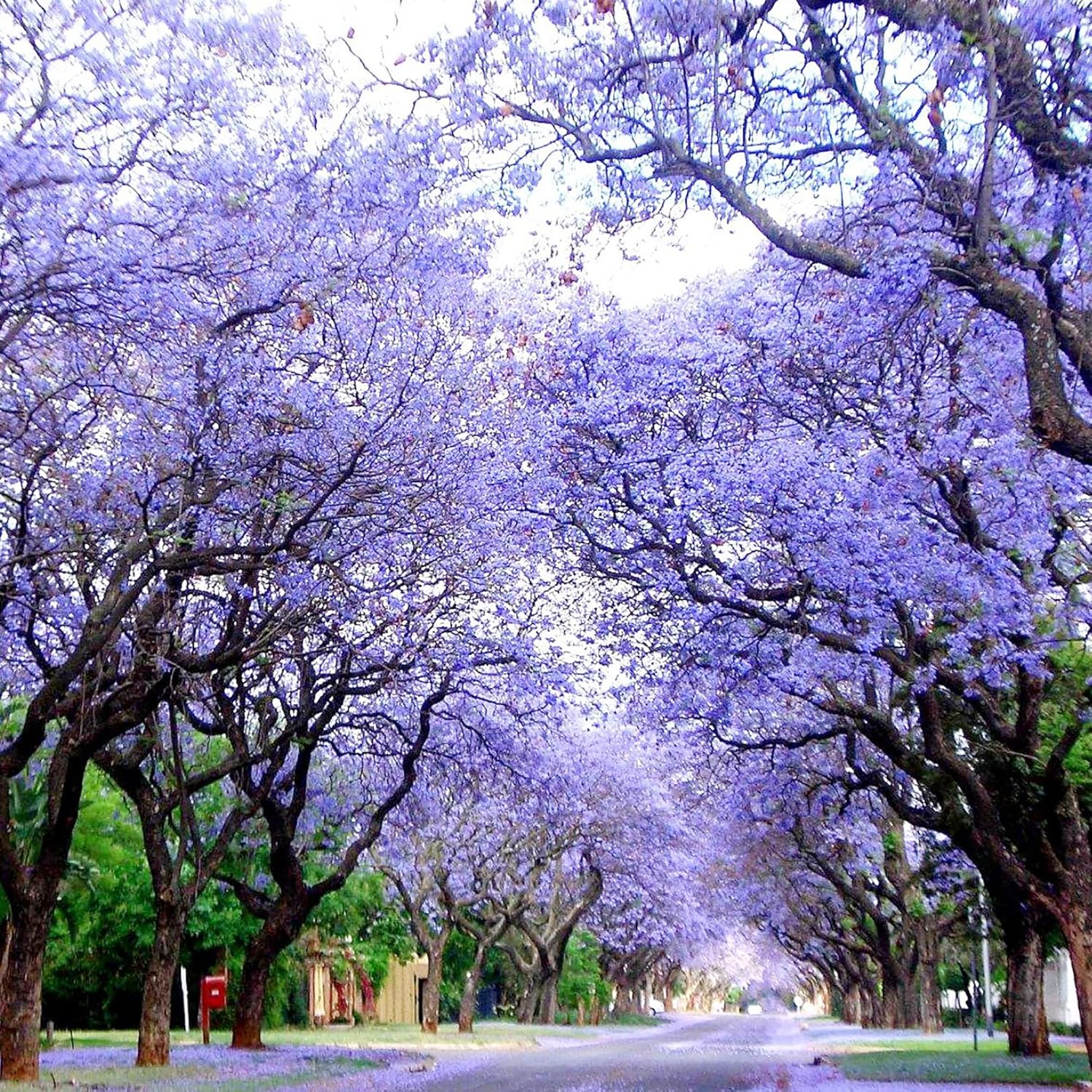 Blue Jacaranda Seeds Mimosifolia Stunning Ornamental Tree Vibrant Flowers Drought Tolerant
