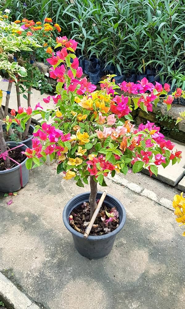 Garofano Flowers Plants Bonsai Flowers in Pot Balcony Perennial Garden Flowers