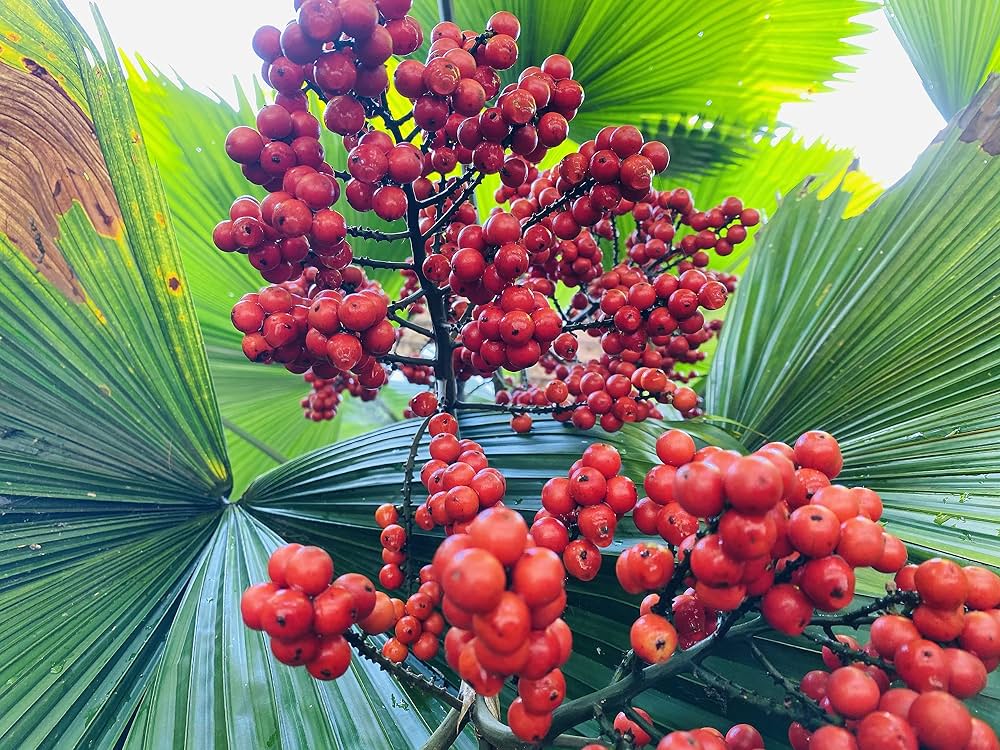 Close-up of red berries with green palm leaves in the background