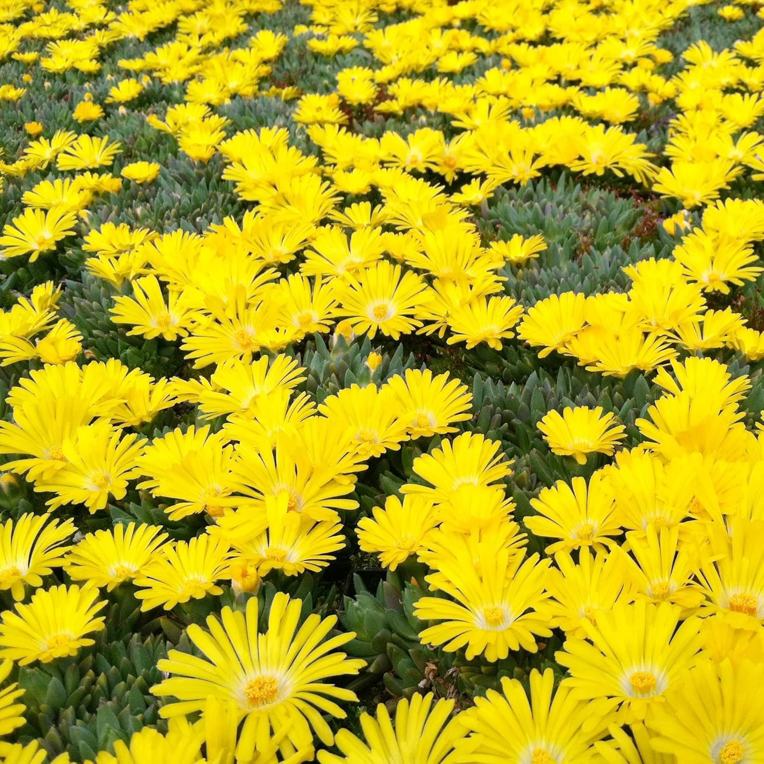 Yellow Ice Plant Seeds Evergreen Ornamental Edible Attract Butterflies Drought Tolerant Ground