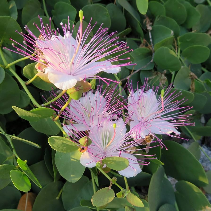 Capparis Spinosa Caper Bush Seeds for Planting in Herb Garden