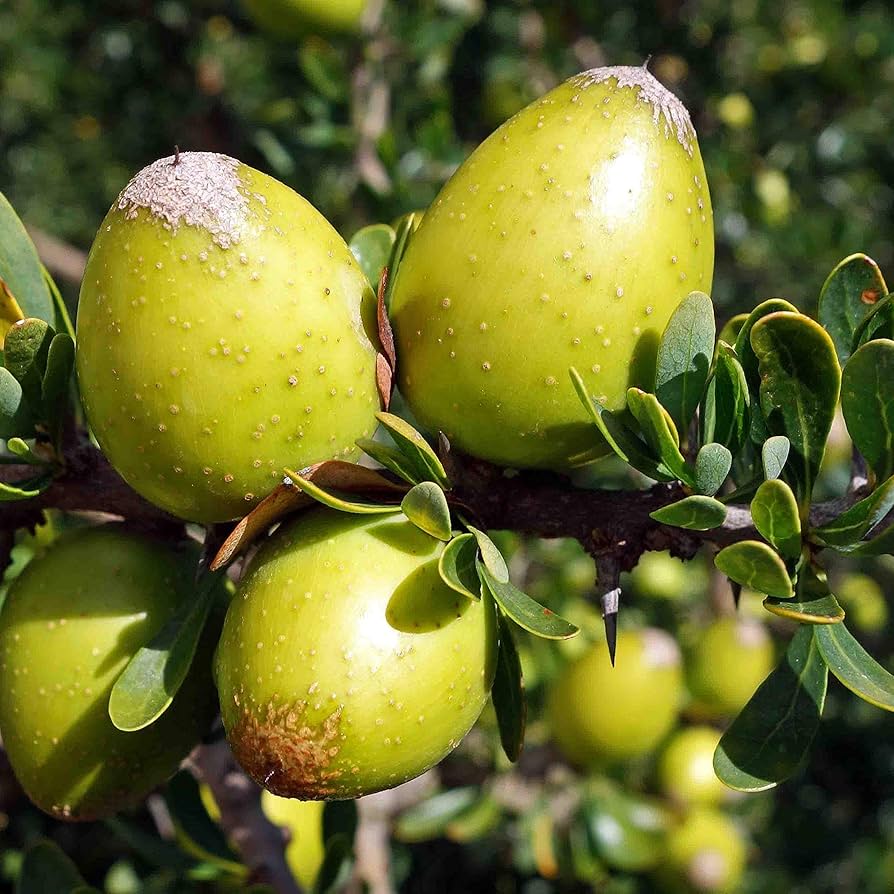 Argania Spinosa Fruit Seeds - Easy Planting