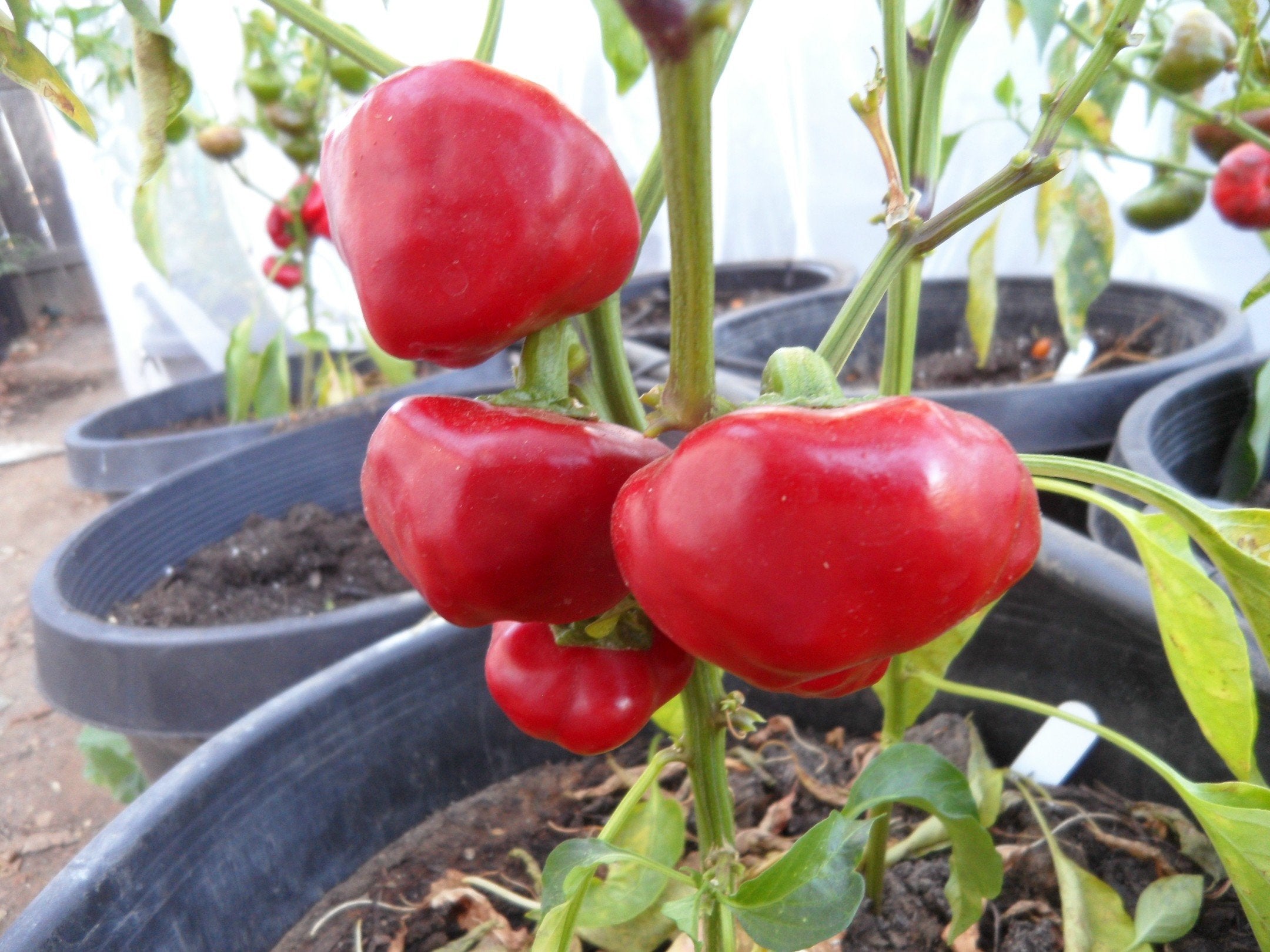 Basque Nora Vegetable Seeds for Planting - Hearty and Flavorful Garden Variety