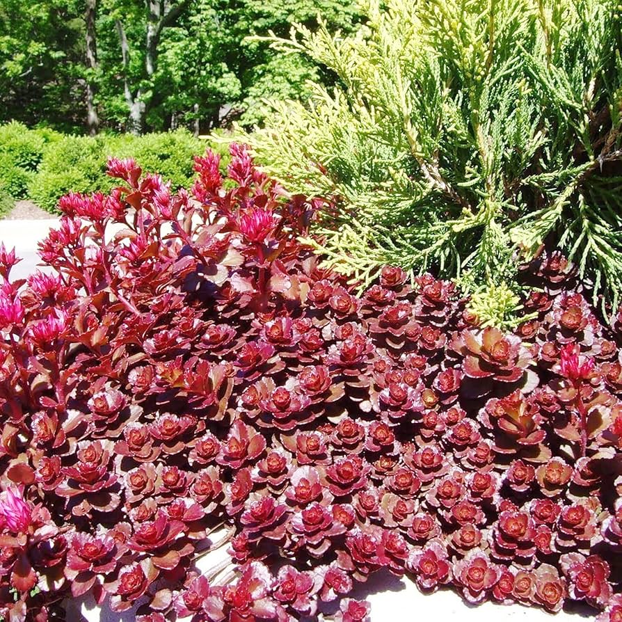 Sedum Voodoo Succulent Flower Seeds for Planting