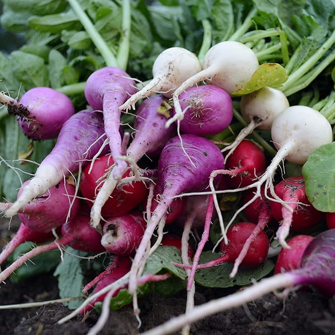 Easter Egg Radish Seeds for Colorful, Mild Radishes