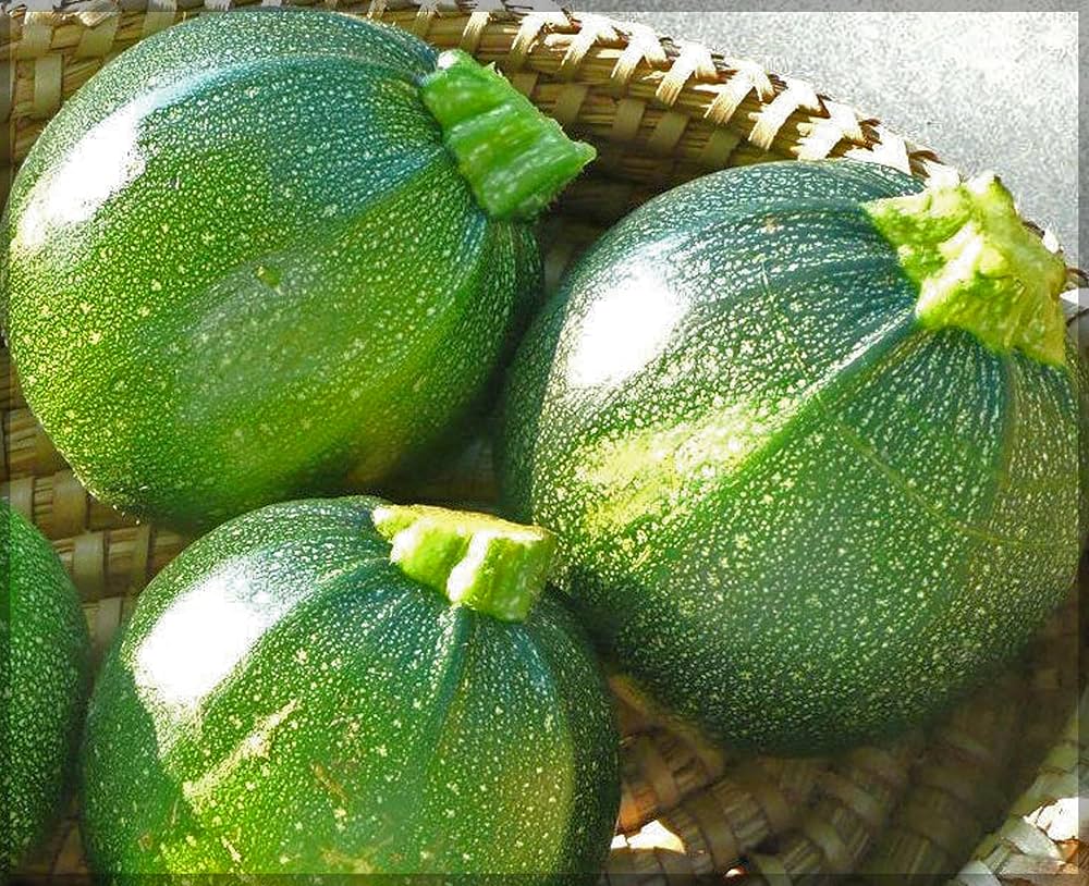 Round Zucchini Summer Squash Cucurbita pepo Seeds for Planting in Vegetable Patch