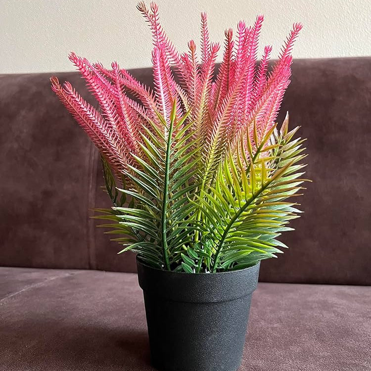 Pink Fern for Planting Shade Tolerant Heirloom & GMO Free Seeds for Home Garden
Sale