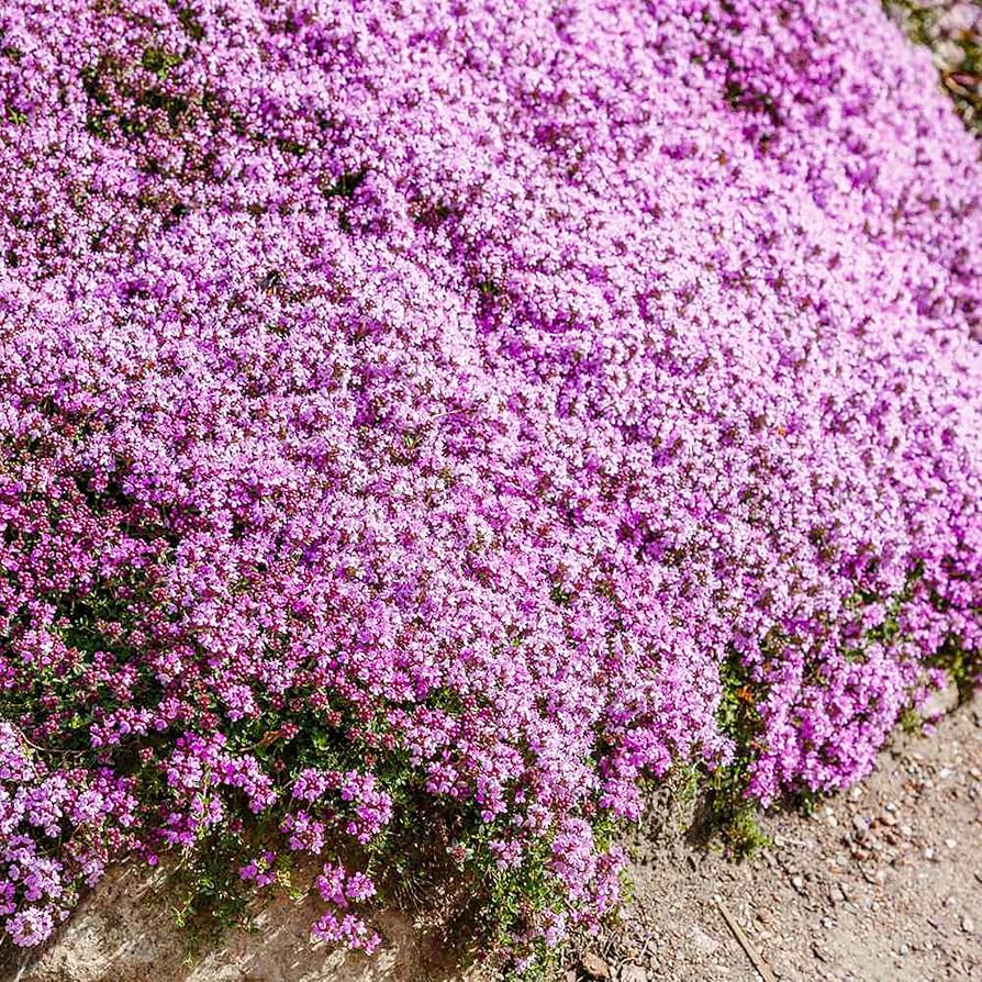 Lavender Creeping Thyme Thymus serpyllum Seeds for Planting in Herb Garden