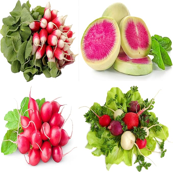 Easter Egg Radish Seeds - Colorful Planting For Vibrant Harvests Vegetable Seeds