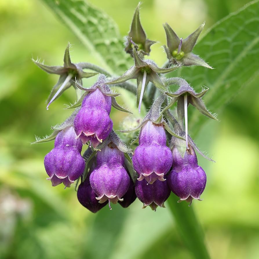 Purple Symphytum Flower seeds blooming in flower beds, containers, borders, and pollinator-friendly gardens