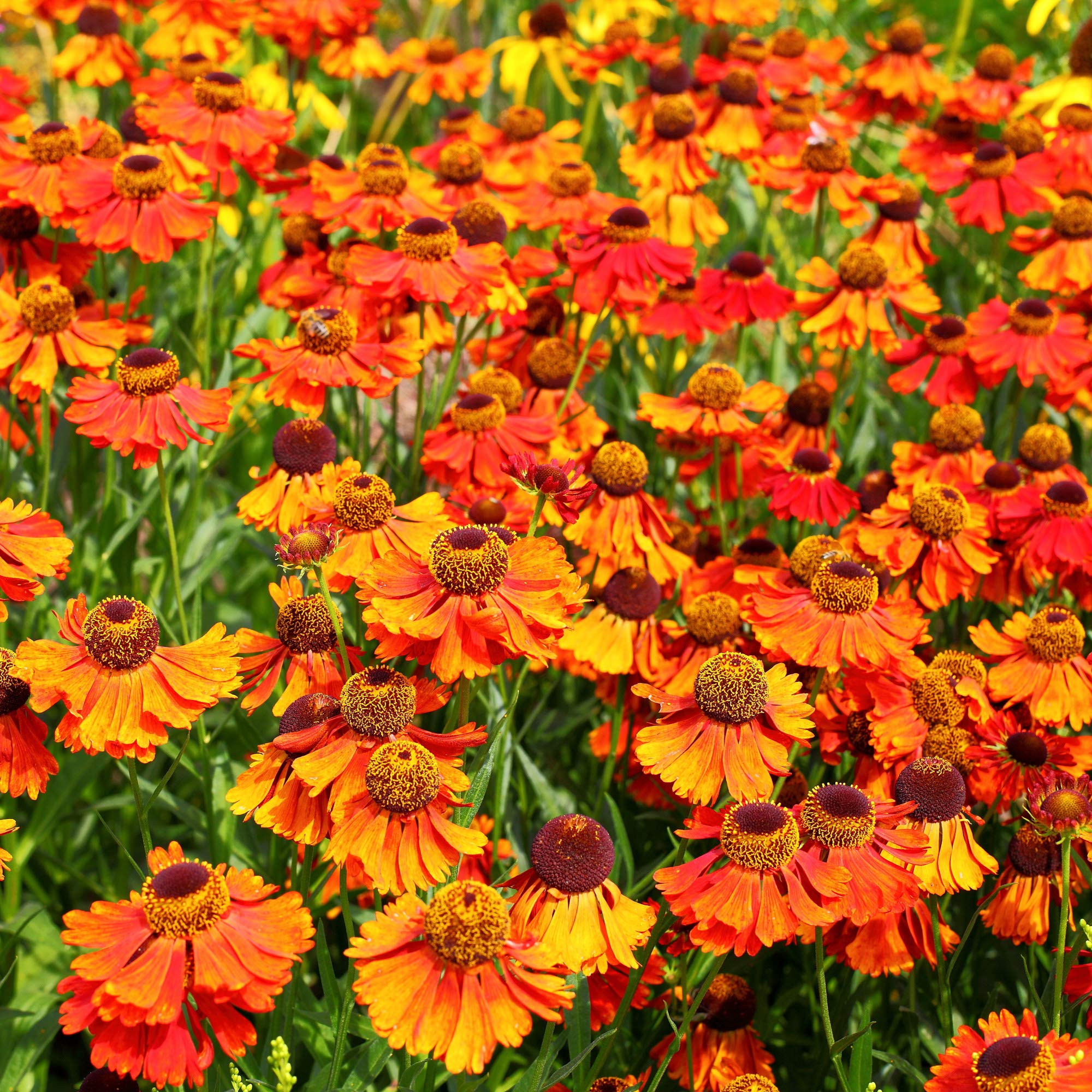 Helenium Sneezeweed Flower Seeds