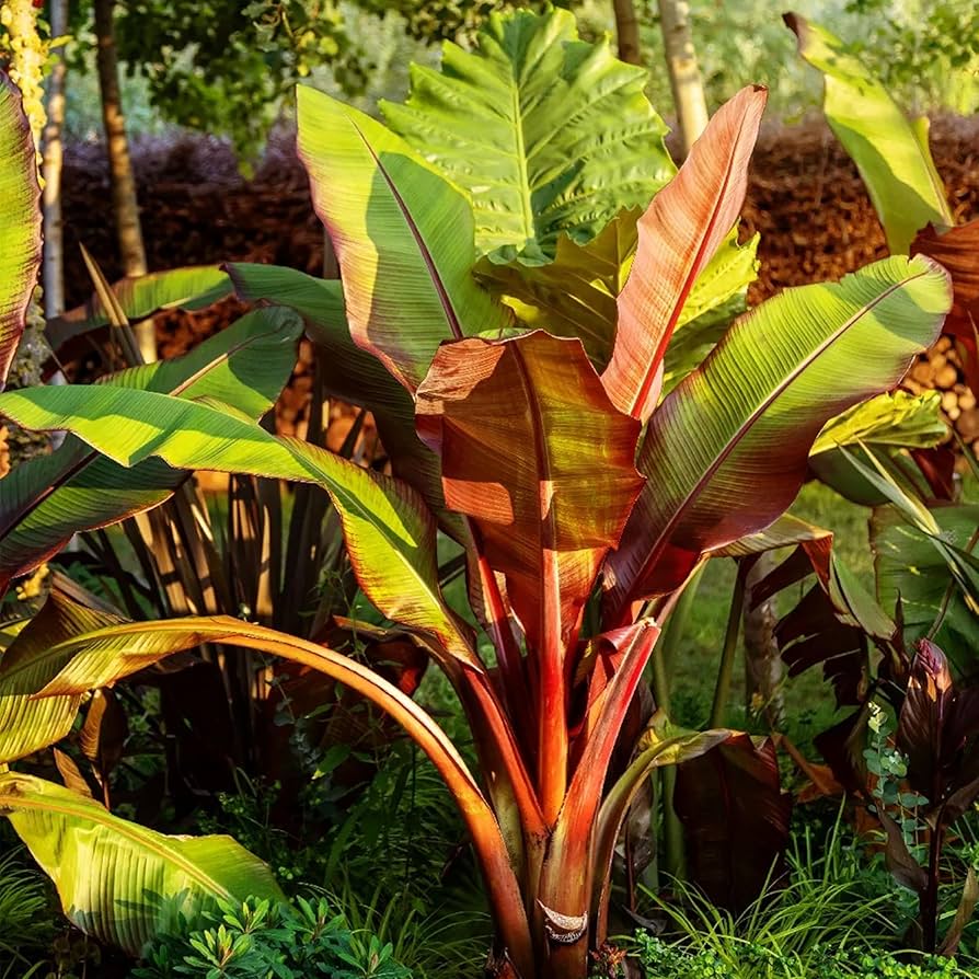 Musa Balbisiana Seeds for Planting Musa balbisiana for tropical gardens and ornamental landscapes