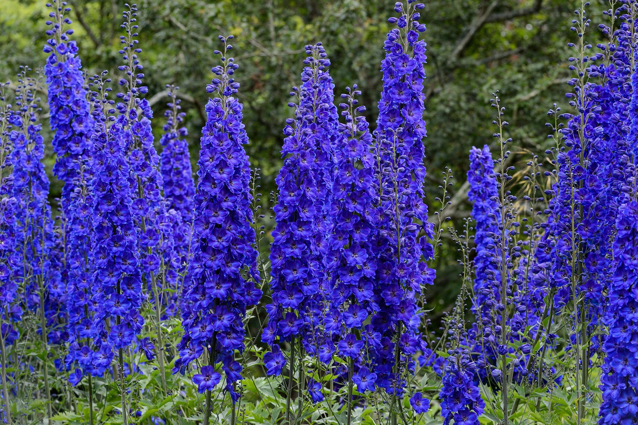 Delphinium Seeds Delphinium for Planting in Flower Bed & Garden