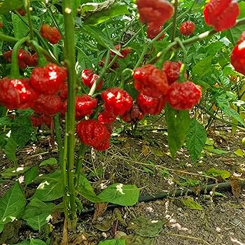 Hurt Berry Pepper Seeds for Planting