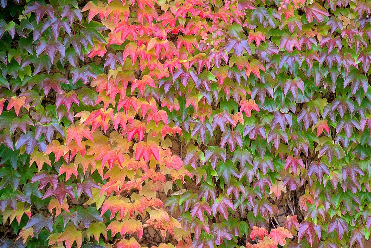 Multi-Colored Boston Ivy Flower seeds blooming in flower beds, containers, borders, and pollinator-friendly gardens