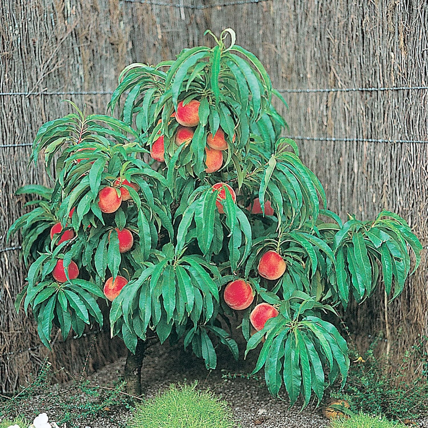 Dwarf Peach Tree Seeds Gmo Free Fruits Seed For Small Gardens Patios Balconies And Even Indoor