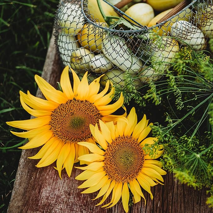 Mars Sunflower Helianthus annuus Seeds for Planting in Flower Bed & Garden