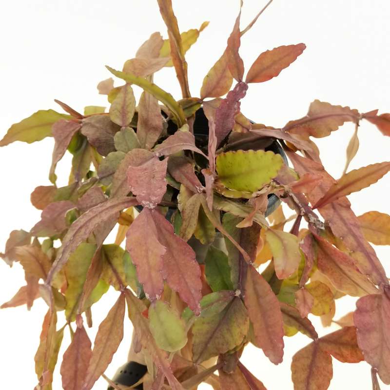 Brown Rhipsalis Elliptica Seeds For Easy Planting