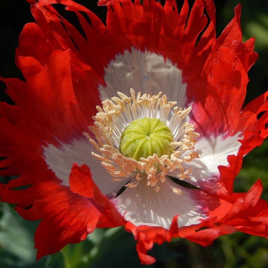 Red Yellow Danish Flag Flower Seeds for Planting Vibrant Annuals for a Colorful Garden