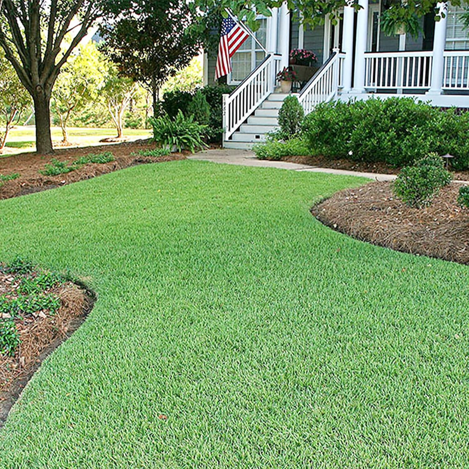 Zoysia Grass Warm-Season Dense Carpet-Like Growth Fine Texture And Overall Durability For Lawns
