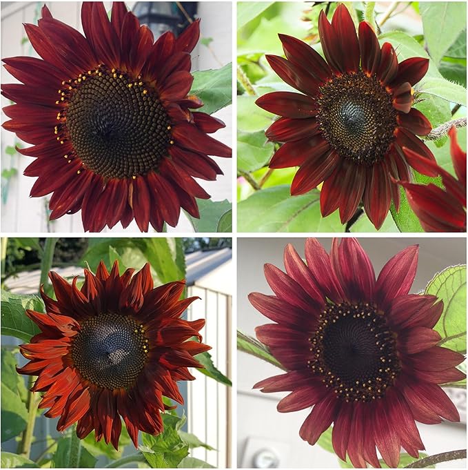 Sunflower Red Sun Seeds for Stunning Red-Orange Blooms