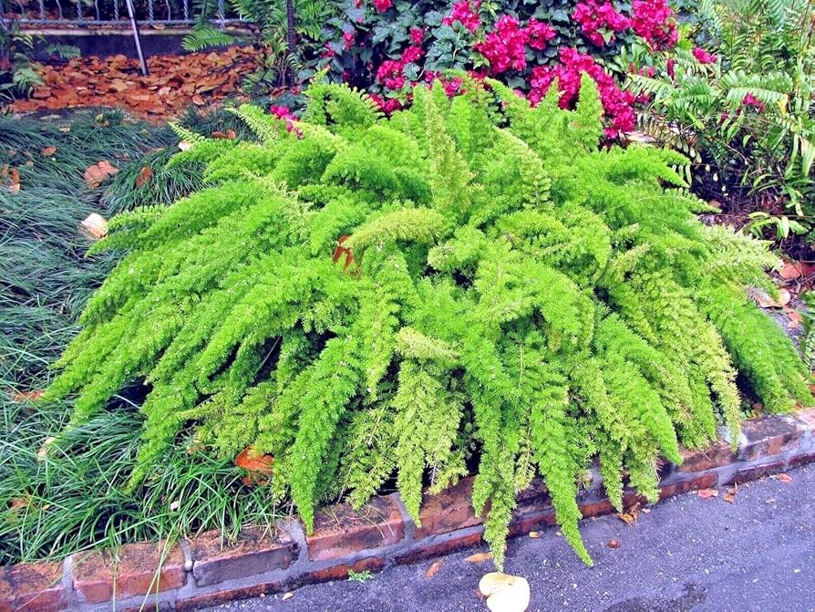 Foxtail Fern Asparagus densiflorus Seeds for Planting