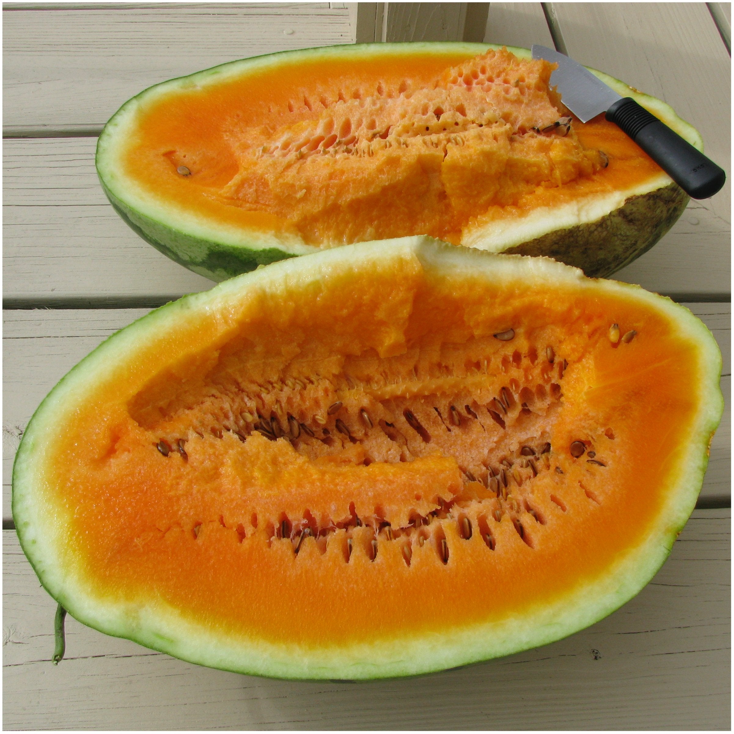 Orangeglo Watermelon Seeds for Planting Citrullus lanatus for vegetable patches and summer gardens - Evergrowseeds