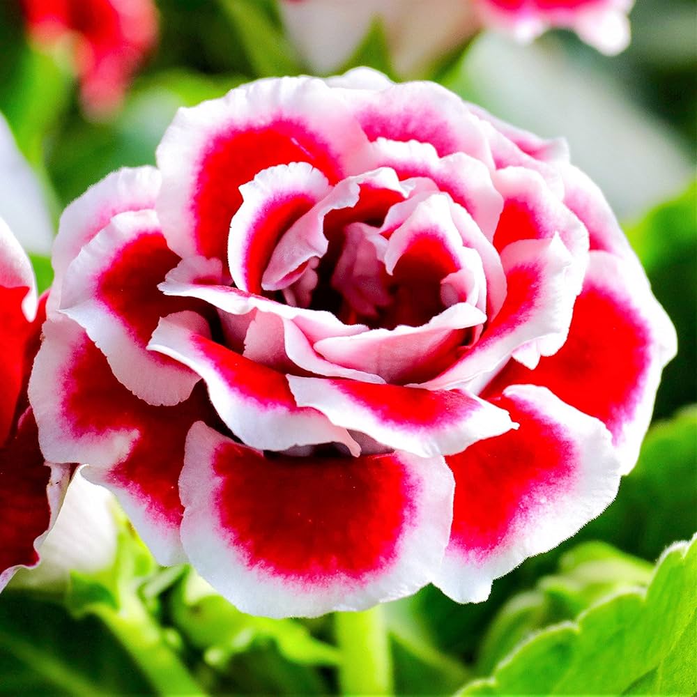 Gloxinia Flower seeds for Planting Wildflower Mix Heirloom & GMO Free Seeds for Home Garden