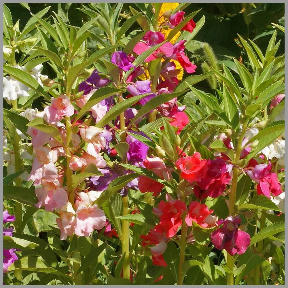 Full Pink Balsamine Flower seeds for Planting - Long Bloom Season, Heirloom & GMO Free Seeds for Home Garden