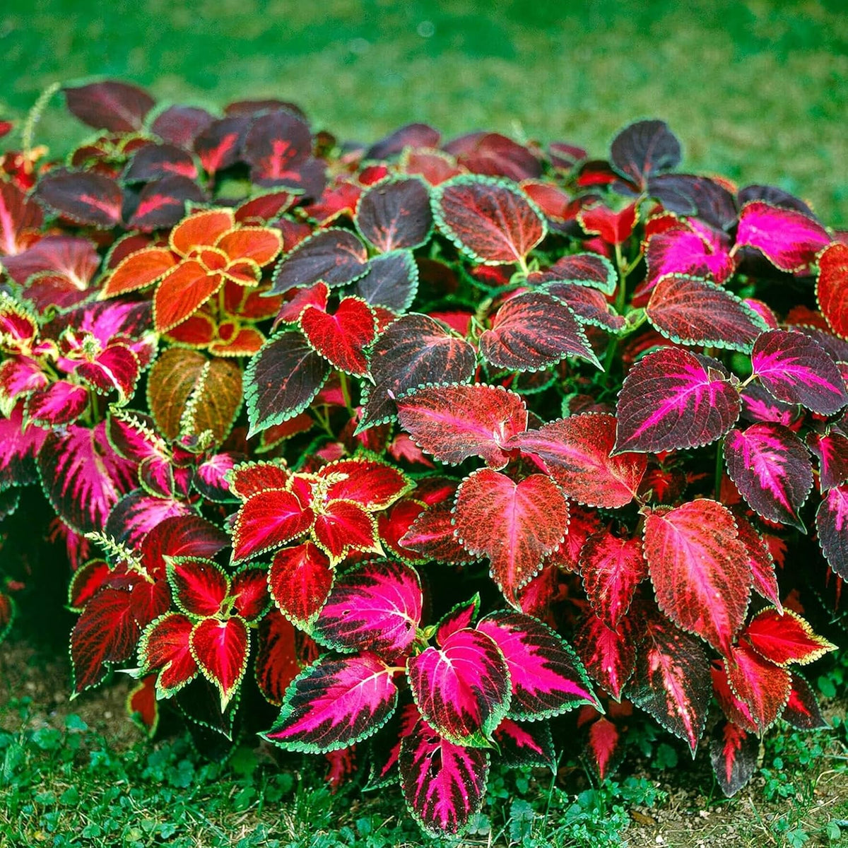 Coleus Flower seeds for Planting - Pollinator Friendly, Heirloom & GMO Free Seeds for Home Garden
Sale for planting in home garden.