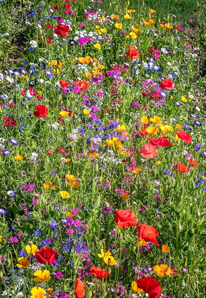 Seeker Mixed Annual Flower Seeds