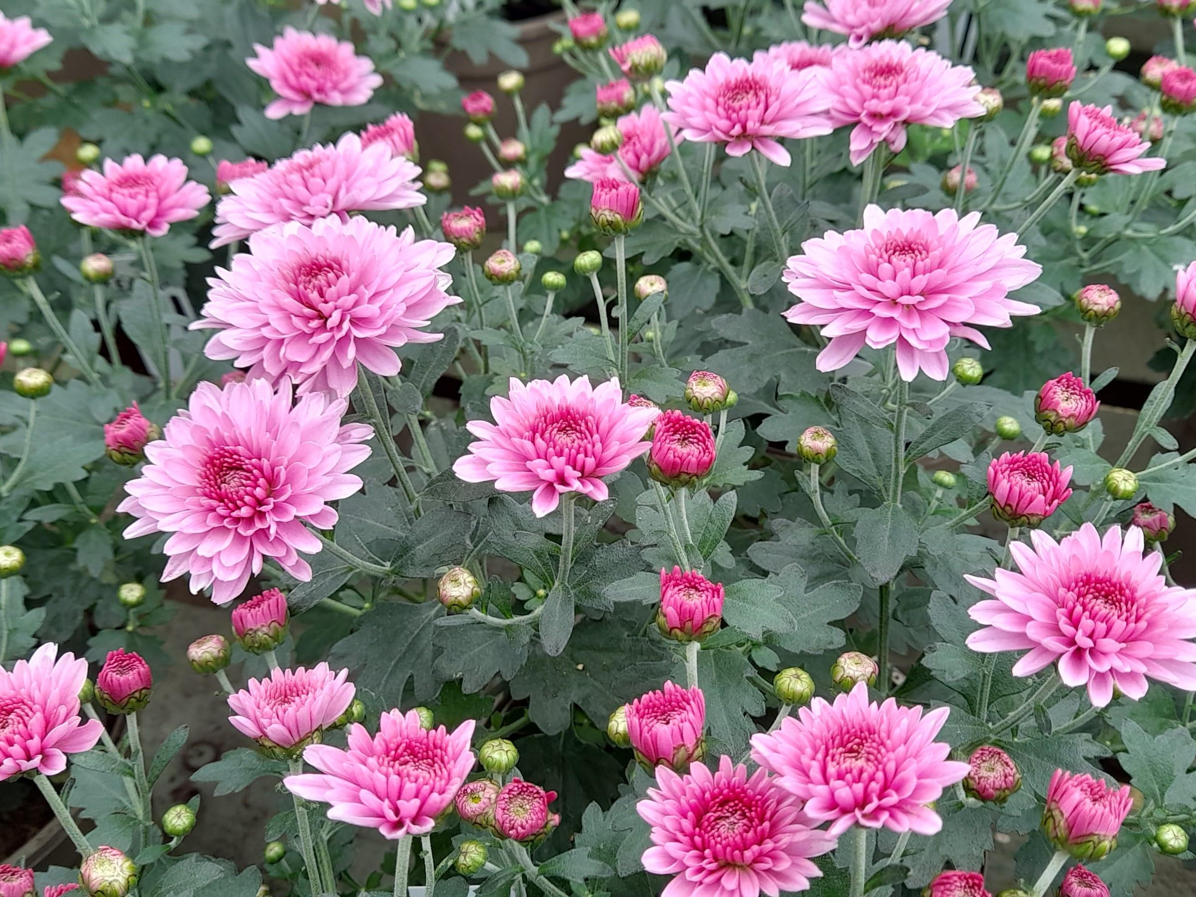 Pink White Chrysanthemum Flower seeds for Planting - Drought Tolerant, Heirloom & GMO Free Seeds for Home Garden Sale