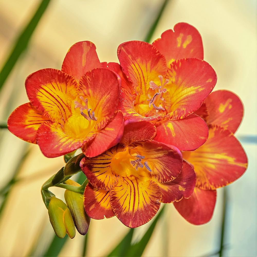 Red Freesias Flower seeds for Planting - Colorful Display, Heirloom & GMO Free Seeds for Home Garden