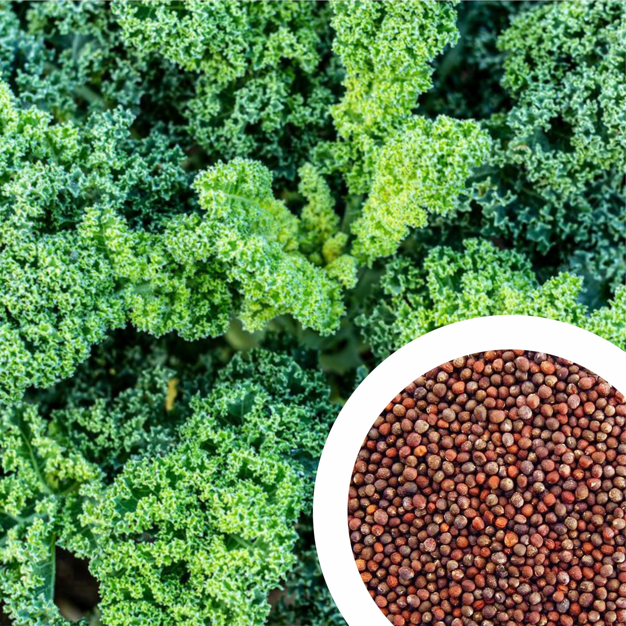 Kale Seeds for Planting Brassica oleracea for vegetable patches and home gardens