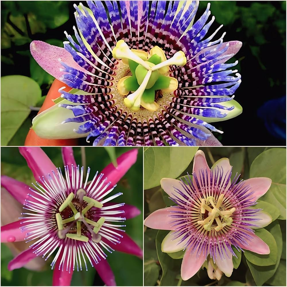 Passionflower Seeds for Planting Passiflora Incarnata trellis garden pollinator space