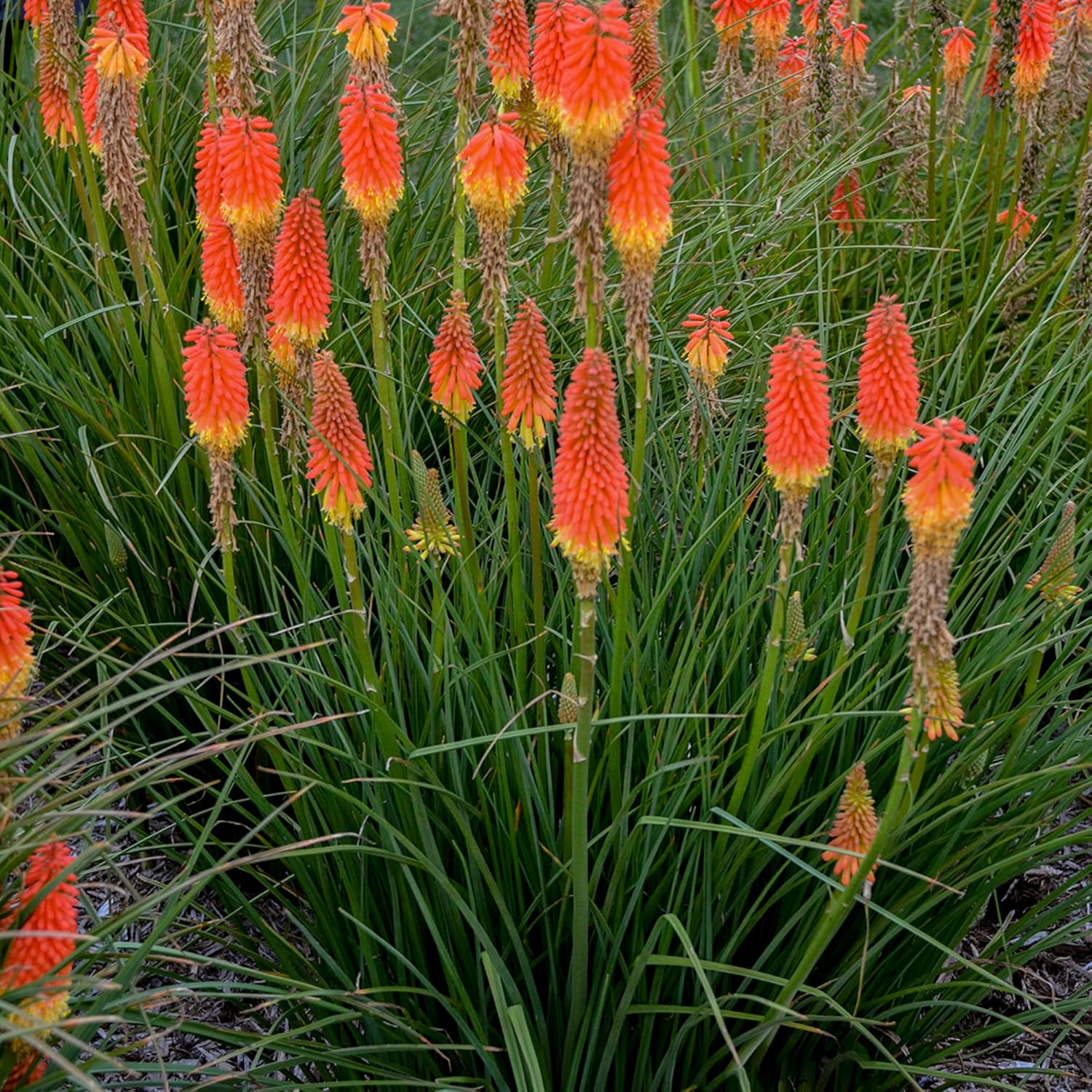 Red Hot Poker Seeds Torch Lily Kniphofia Perennial Flowering Plant Attract Hummingbirds &
