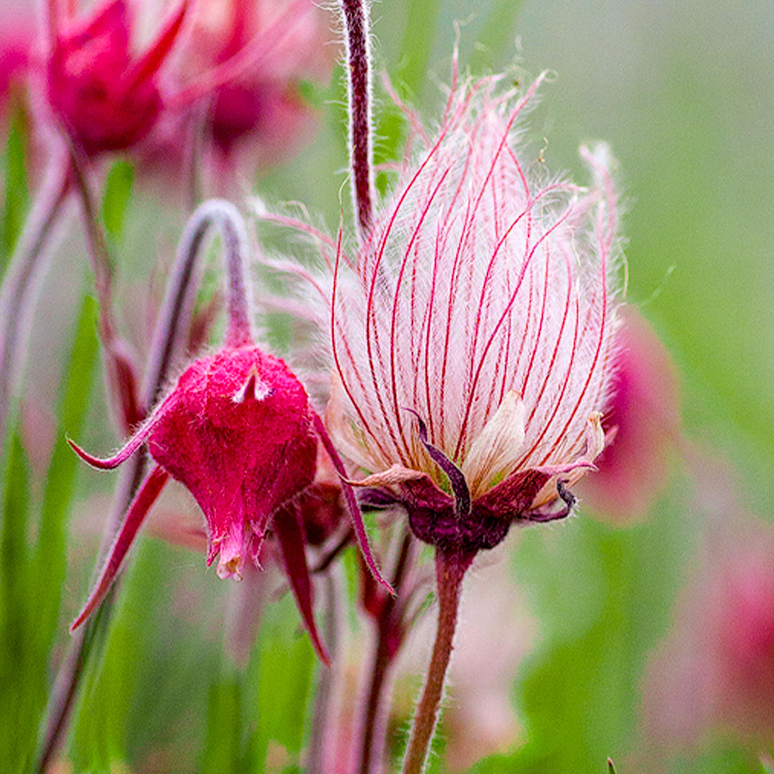 Triflorum Flower seeds for Planting - Long Bloom Season, Heirloom & GMO Free Seeds for Home Garden