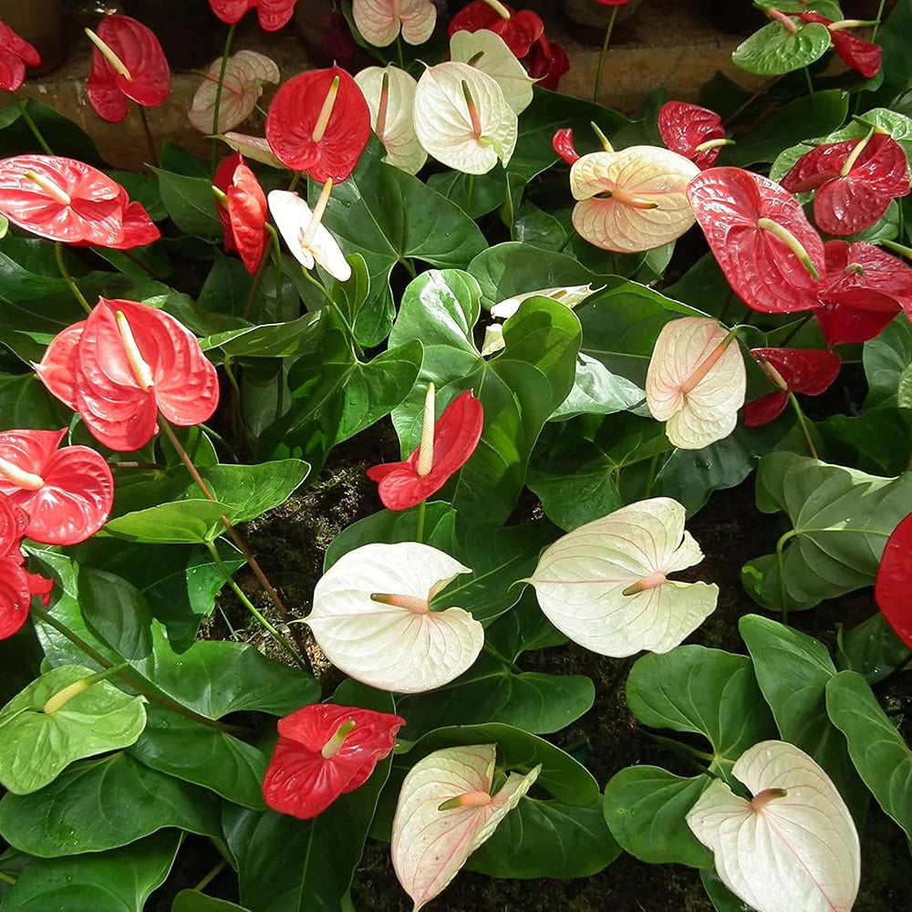 Mixed Anthurium Andraeanum Flower seeds blooming in flower beds, containers, borders, and pollinator-friendly gardens