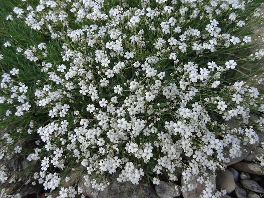 White Flower Seeds of Breath of the Creeping Child
