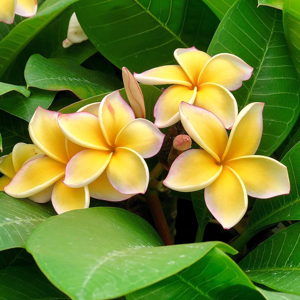 Yellow Egg Flower seeds for Planting - Hardy Variety, Heirloom & GMO Free Seeds for Home Garden