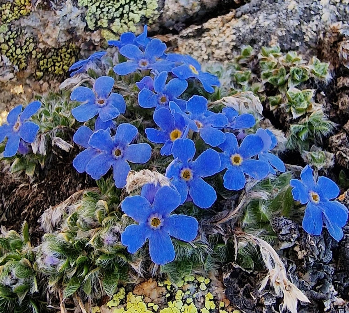 Alpine Flower seeds for Planting - Cottage Garden Essential, Heirloom & GMO Free Seeds for Home Garden
Sale for planting in home garden.