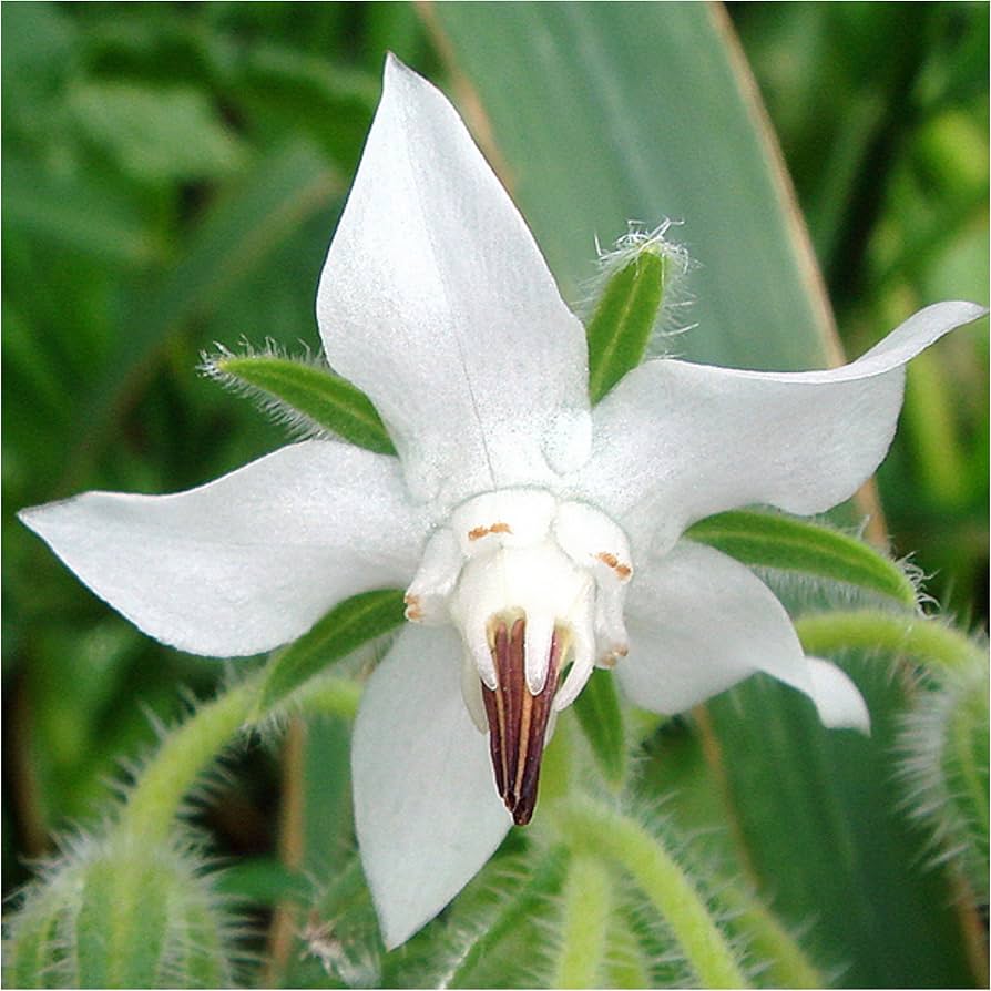 White Borage Flower seeds for Planting - Garden Favorite, Heirloom & GMO Free Seeds for Home Garden
Sale seeds for planting in home garden